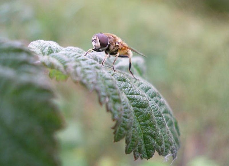 макро Аэродром. фото превью