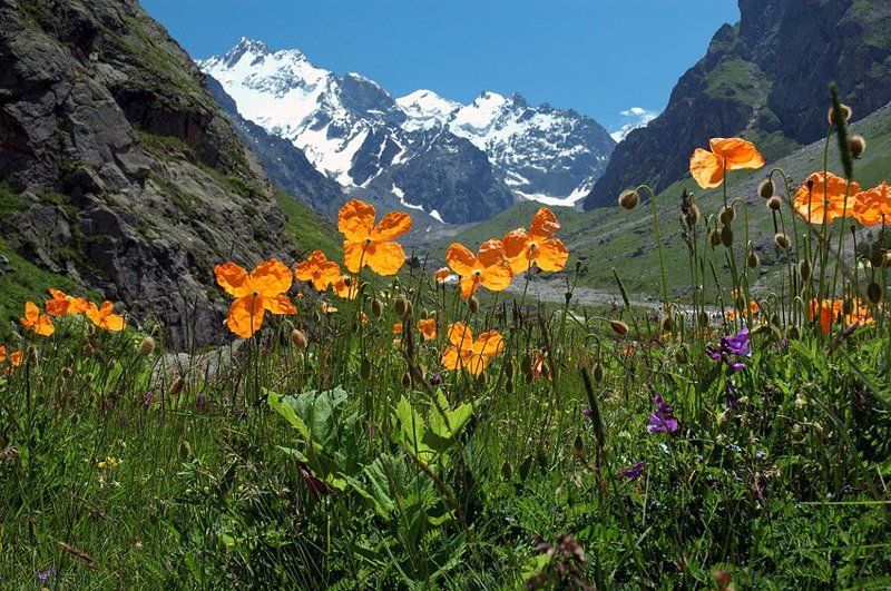 *** фото превью