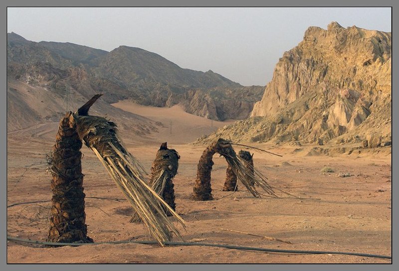Под вечер в Нувейбе фото превью
