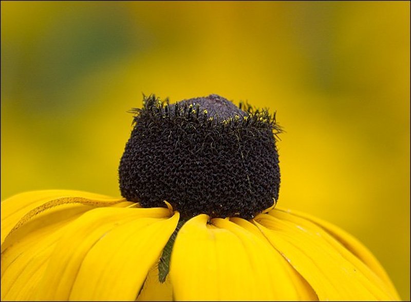 цветы На желтом фото превью