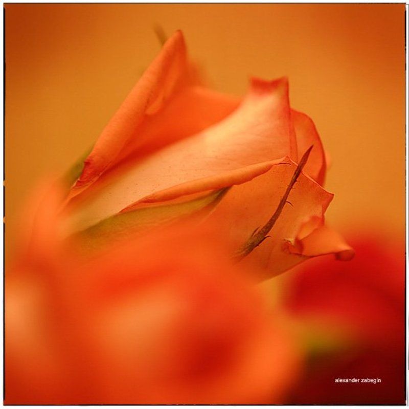 zabegin *** фото превью