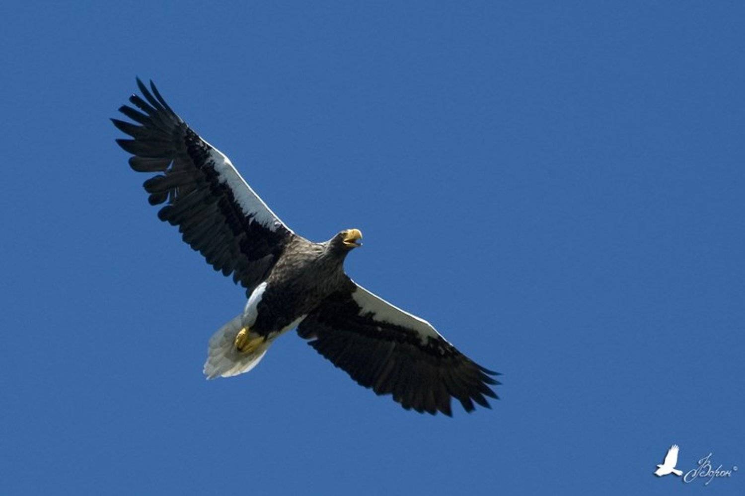 Белоплечий орлан, птицы, хищники, Магадан, побережье Охотского моря, Ворон