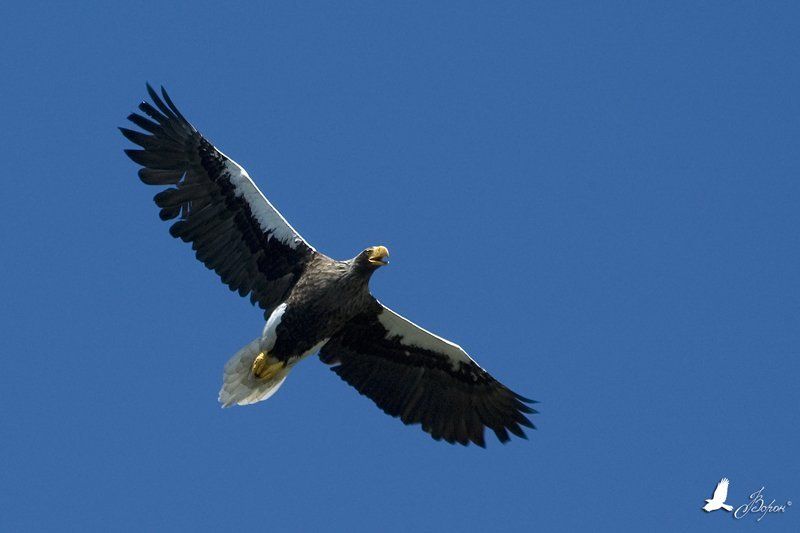 Белоплечий орлан, птицы, хищники, Магадан, побережье Охотского моря Steller Sea Eagle фото превью