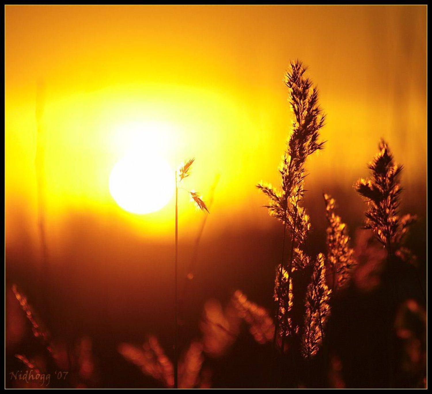 солнце, море, девушка, о чем это я думаю..., Nidhogg