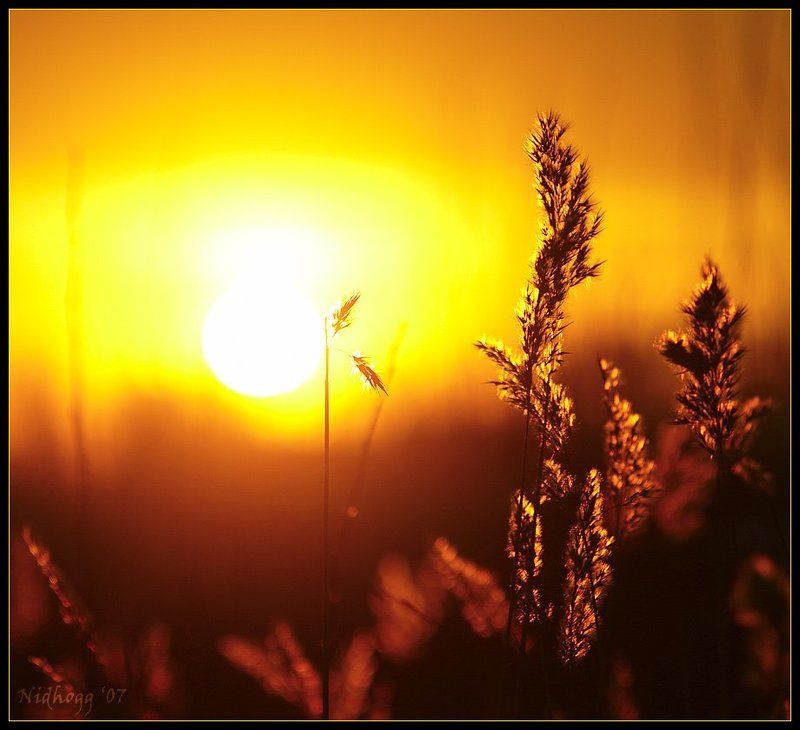 Такой вот сегодня закат... был. фото превью