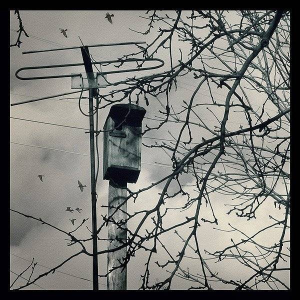 скворечник, Nadia Romanova