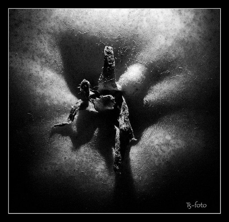 Груша, фрукты *** фото превью