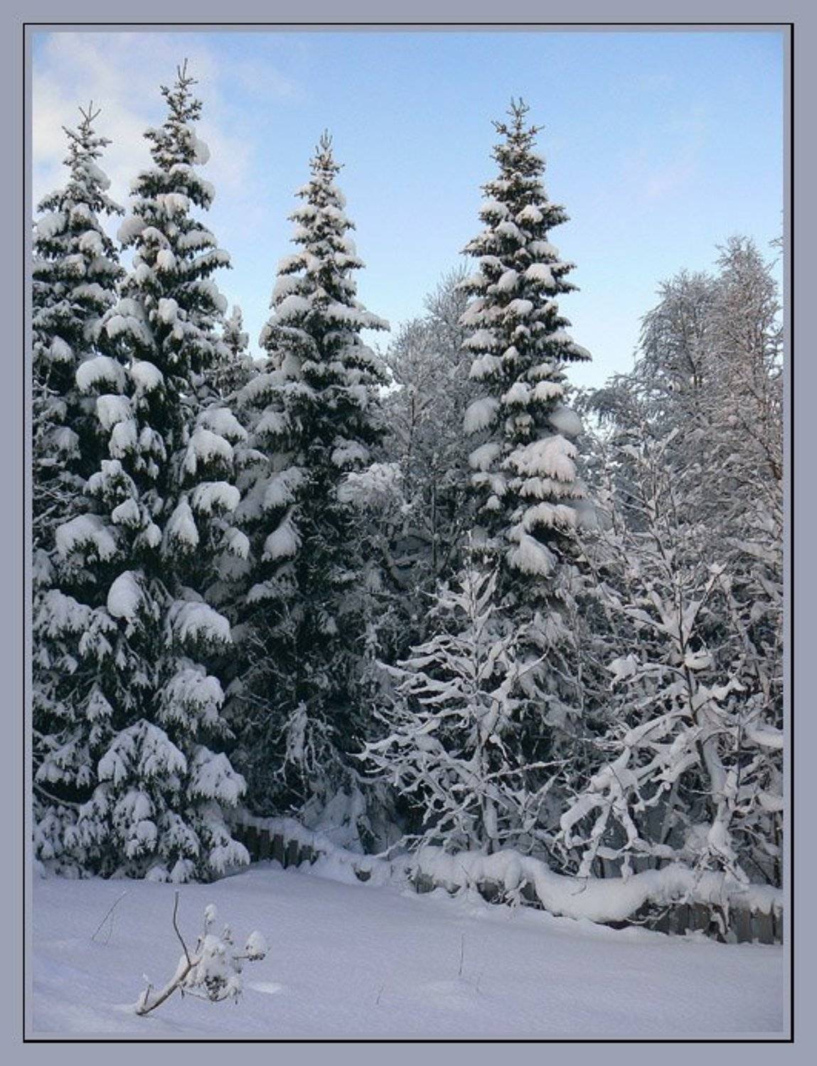 Норвегия,зима,снег,елки,палки,забор, jenta