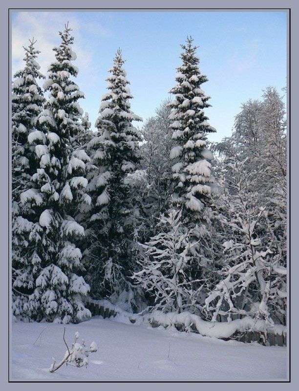 Норвегия,зима,снег,елки,палки,забор Просто так о зиме... фото превью