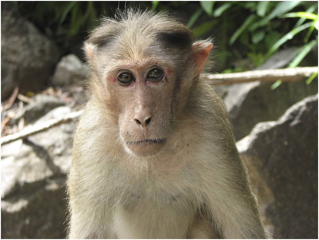 , Лунный Ежик