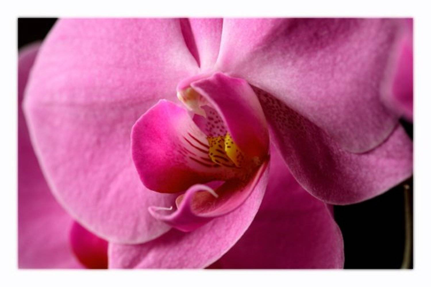 Phalaenopsis Orchidaceae, denn68