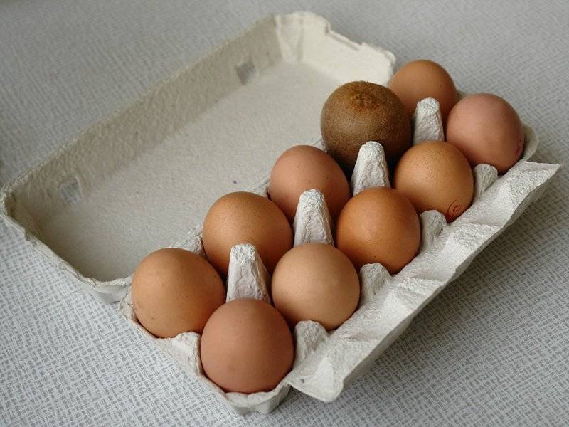 Кукушонок, киви, яйца, закон джунглей, senjor