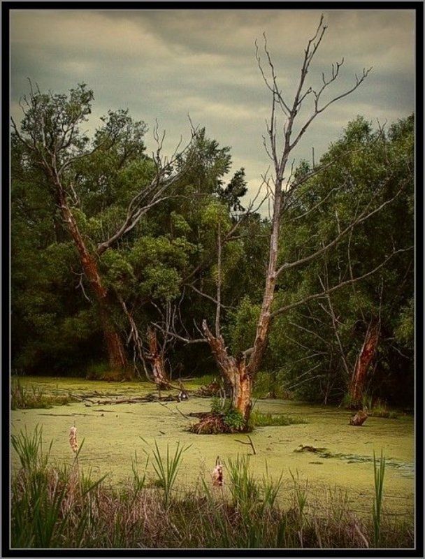 болото 2 фото превью