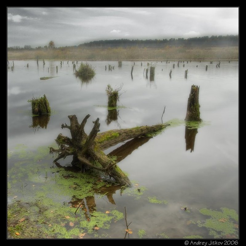 подмосковье, брехово, осень, октябрь, коряги, водохранилище, пруд, photohunter Сквозь пни да коряги.. фото превью