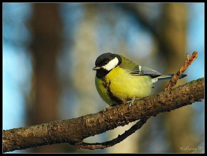 Птица синица... (хорошего вам настроения!) фото превью