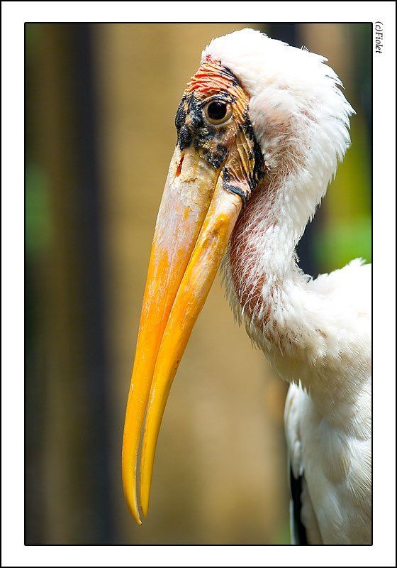 цапля, старость, мудрость, клюв, цвета Старая цапля фото превью