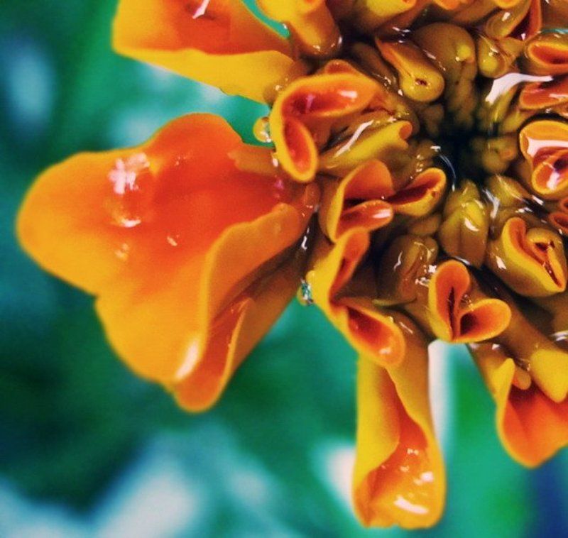 рыжий, и, зелёный In love with Colour фото превью