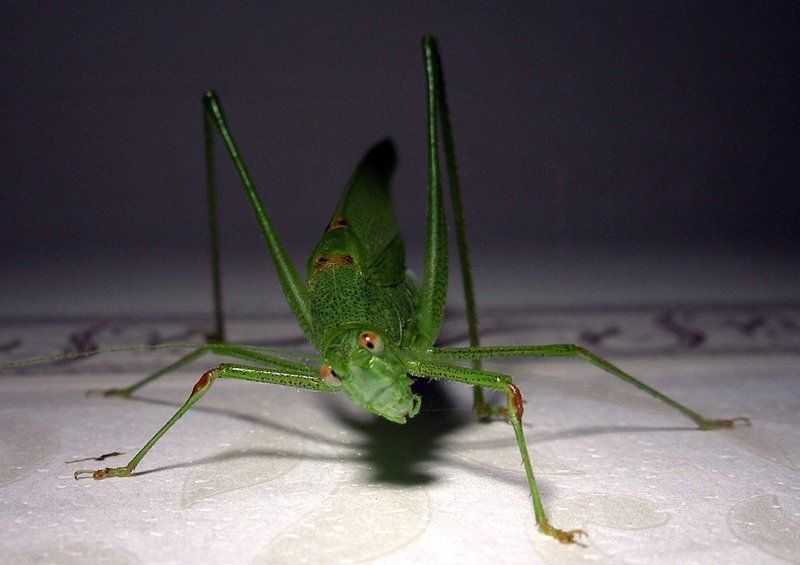 А что это вы тут делаете? фото превью