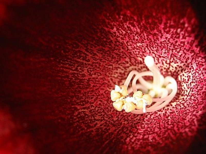 Внутри цветка фото превью