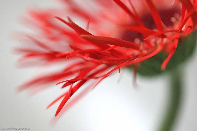 цветок, гербера, Yana Bondareva