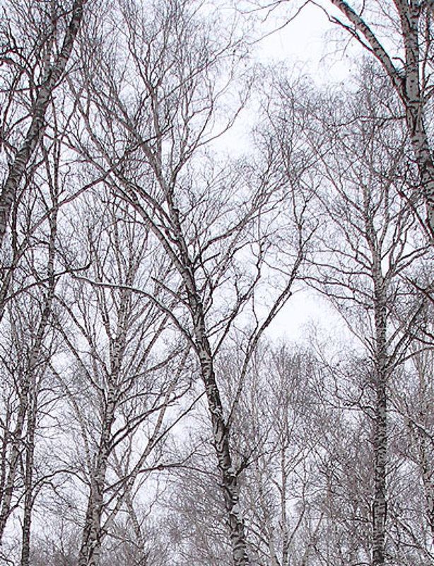 пейзаж лес фото превью