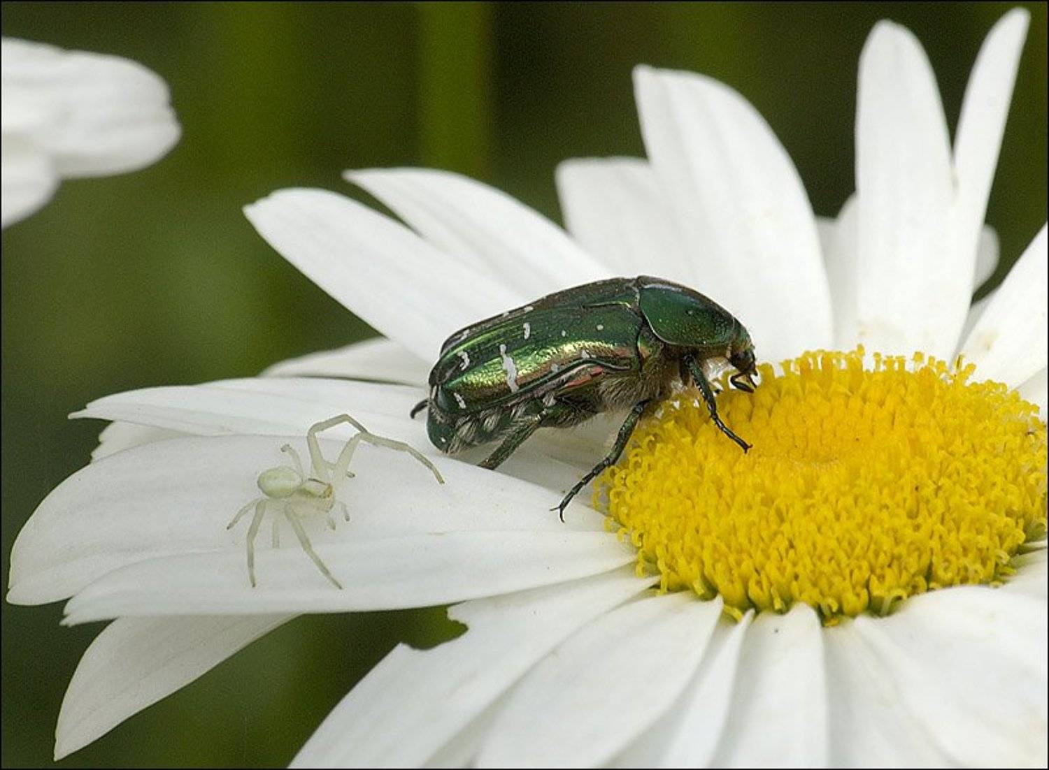 цветы, насекомые, пауки, Дмитрий Бречалов