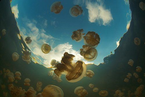 Jellyfish lake