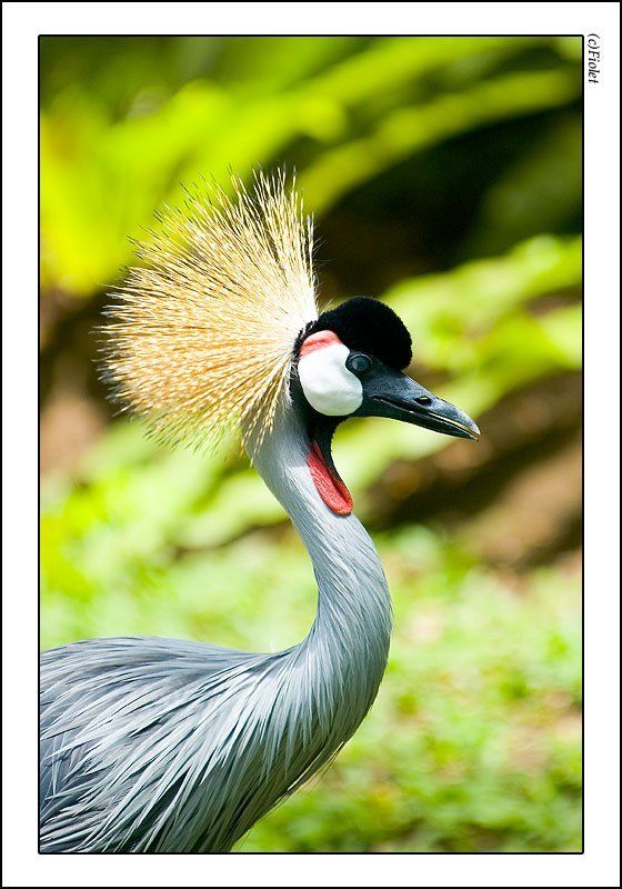 венценосный журавль, птицы, путешествия, Индонезия Венценосный журавль фото превью