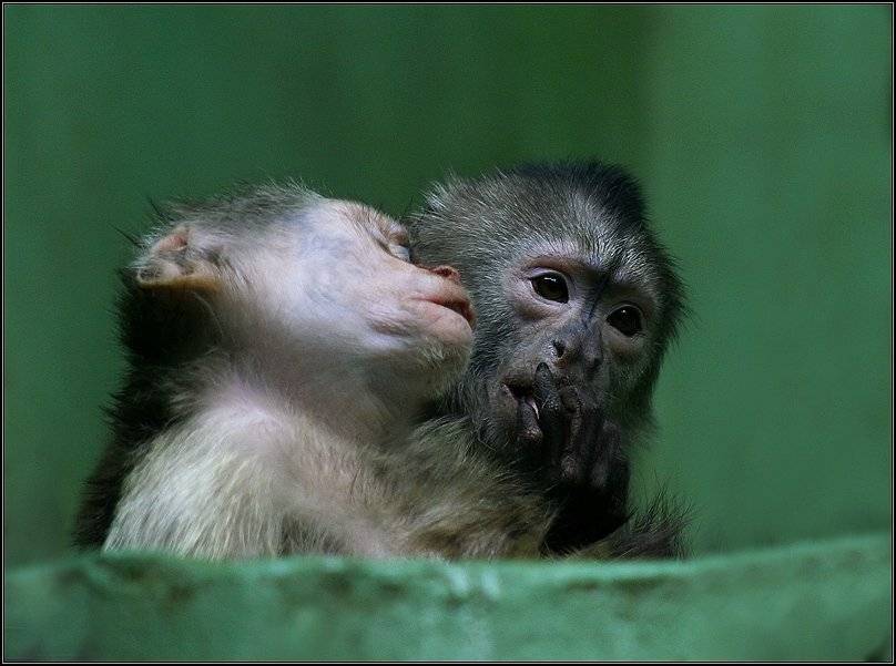 зоопапрк, обезьяна, разговор, i_go, i_GO