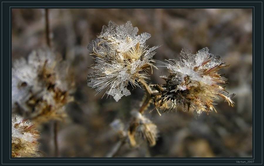 лед, Игорь Глушко