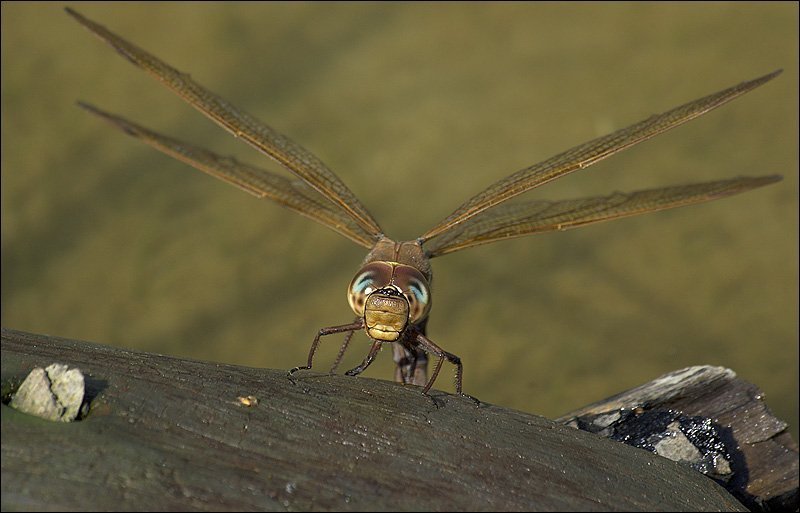 стрекоза Биплан фото превью