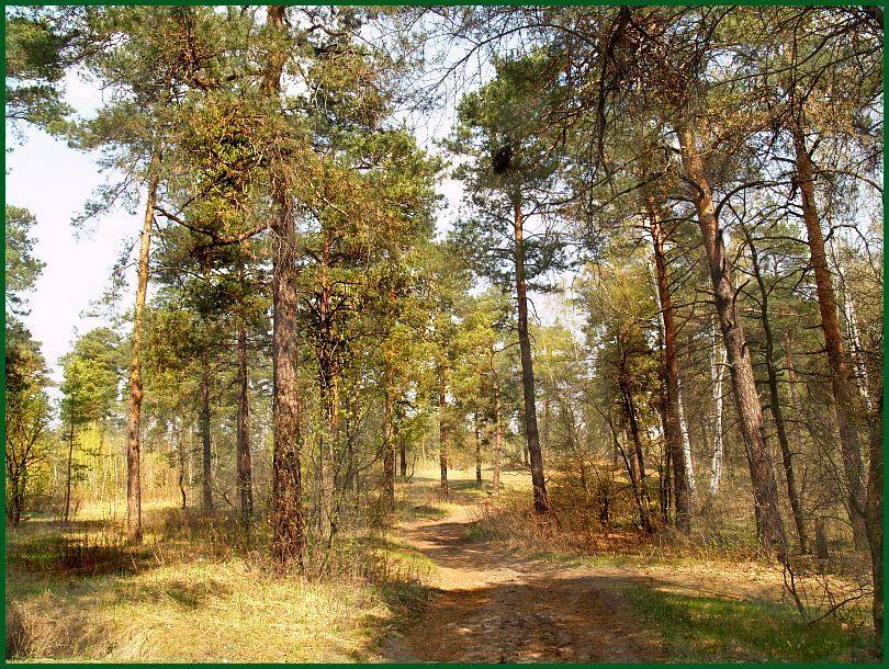 Кривицкий, Кривицкий Александр