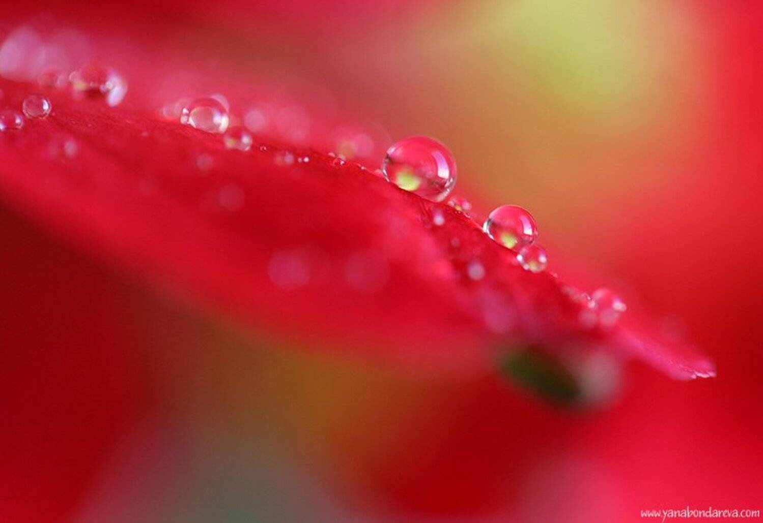 альстромерия, капли, Yana Bondareva