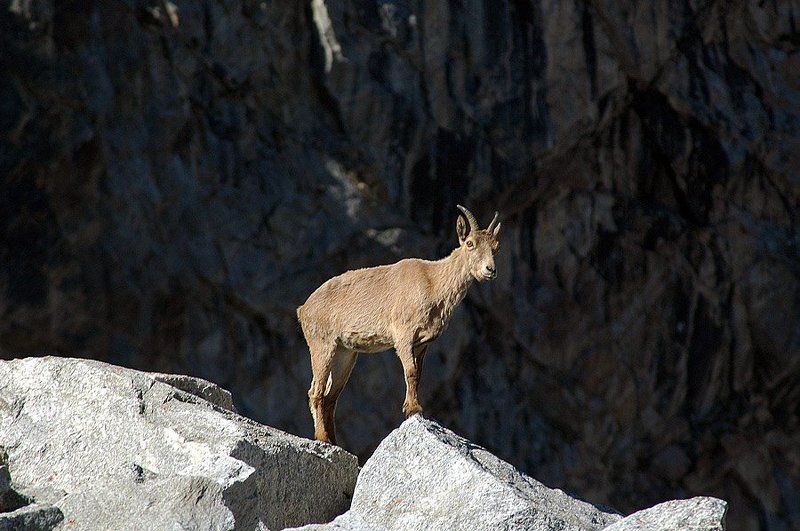 кавказ, козлы *** фото превью
