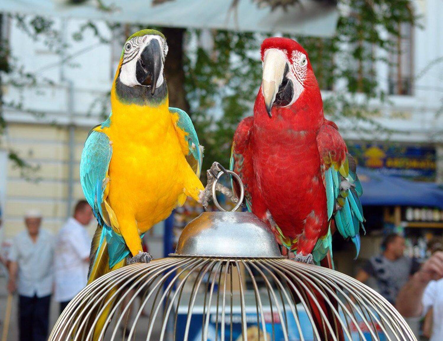 , Антон Сливкин