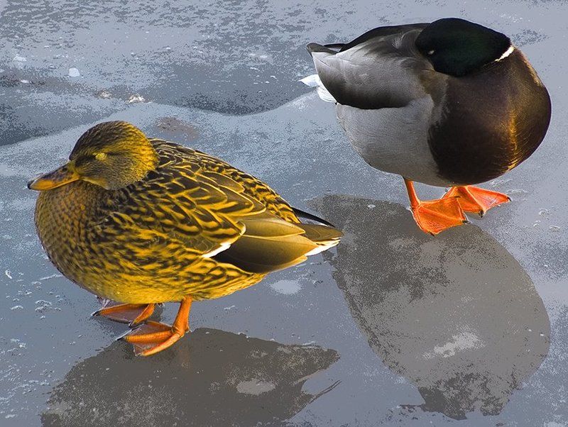 город,лёд Прохладно. фото превью