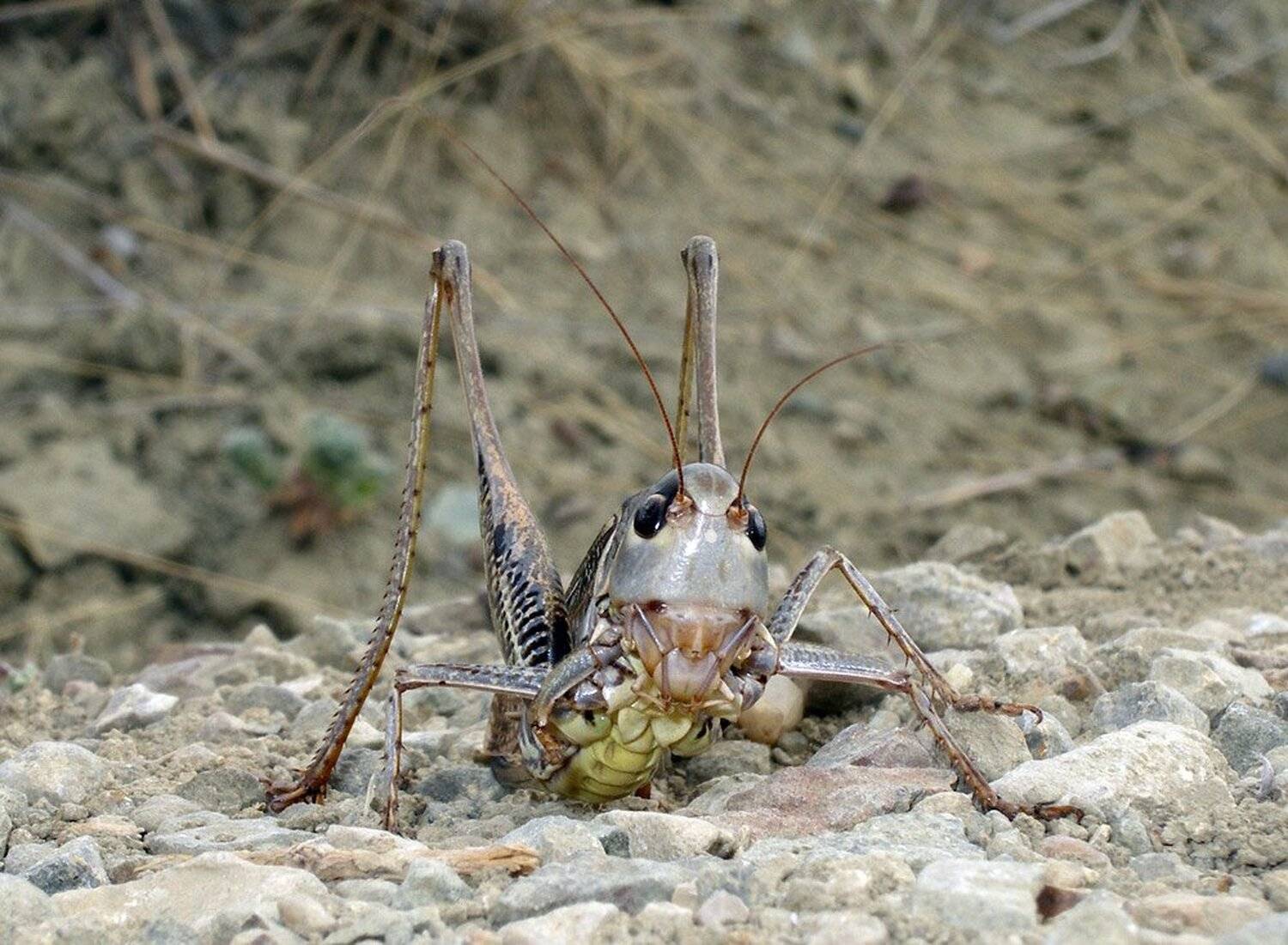 , Антон Сливкин