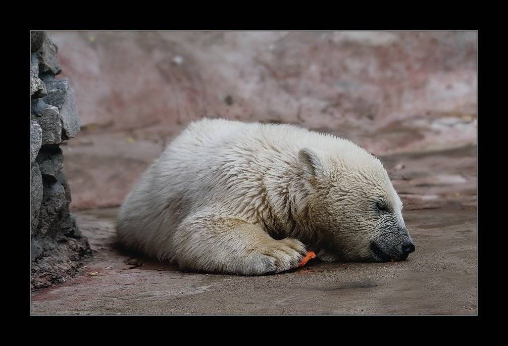 зоопапрк, медведь, сон, морковь,  i_go, i_GO