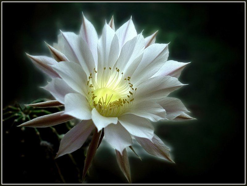 эхинопсис  фото превью