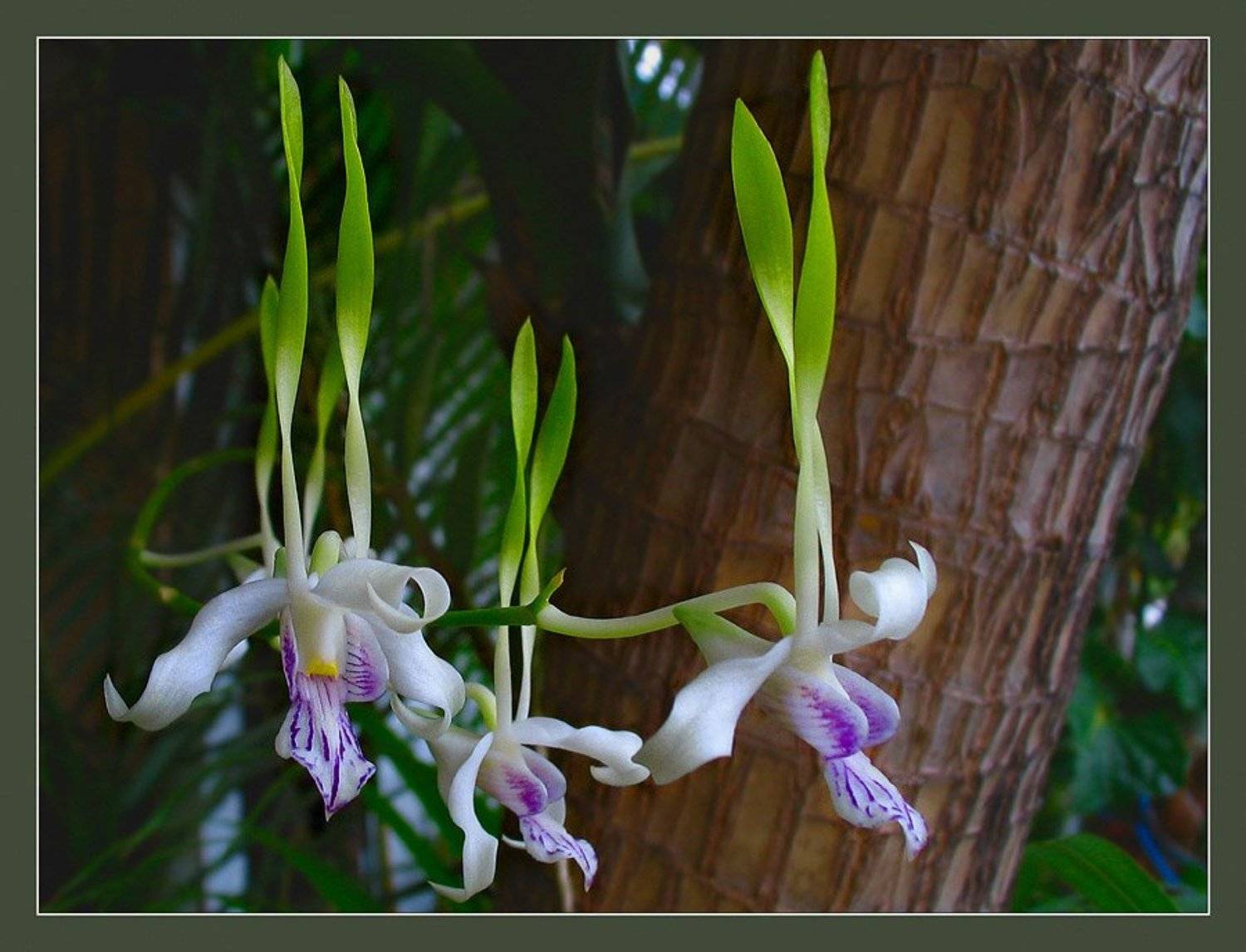 Орхидеи, Евгений Иванюшенко