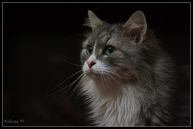 кот *** фото превью