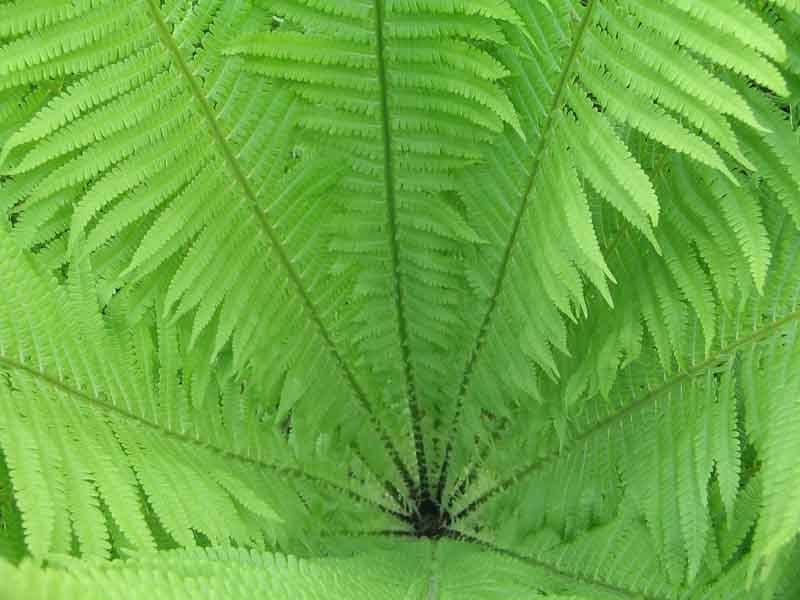 Зеленый домик фото превью