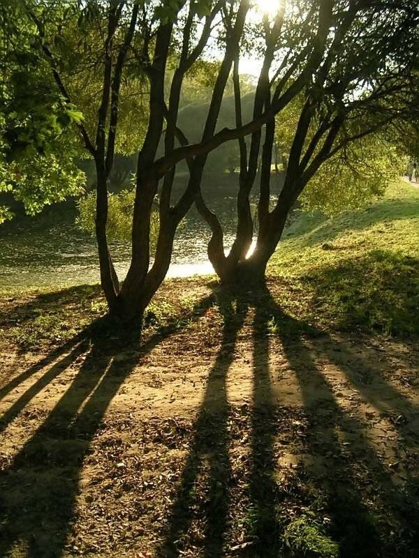 Тени, деревья, солнце, senjor