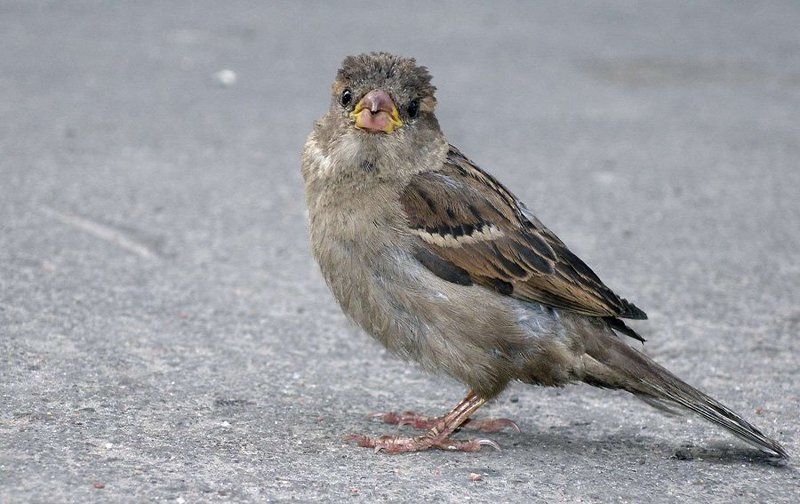 Ку-ку! фото превью