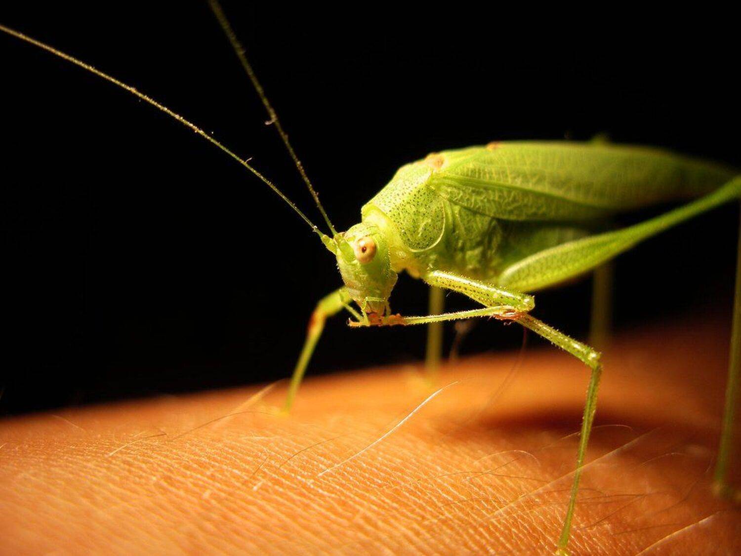 , Антон Сливкин