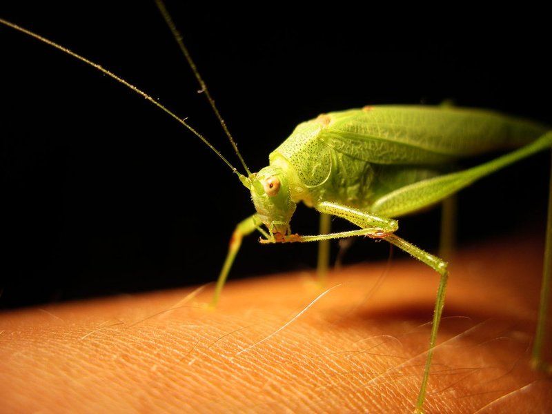 О, гляди, чего он ест...! фото превью