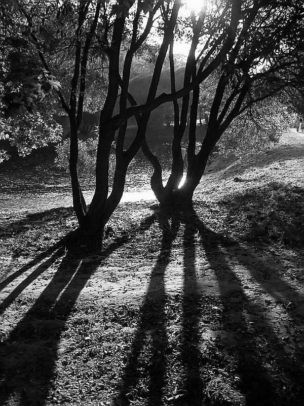 Солнце, деревья, тени, senjor