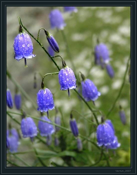 колокольчик,лето,дождь,капли, Игорь Глушко