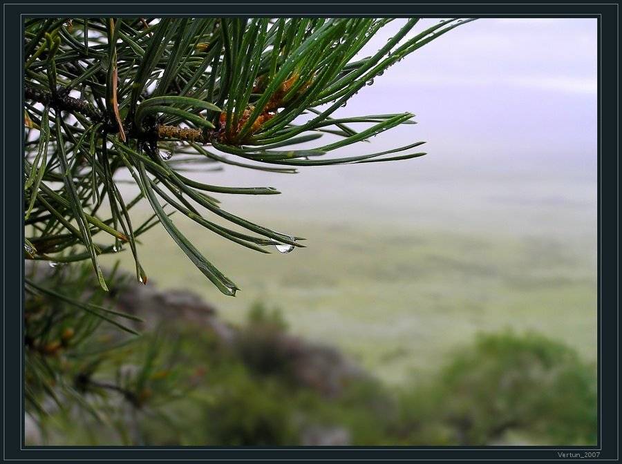 дождь,иголки,сосна, Игорь Глушко