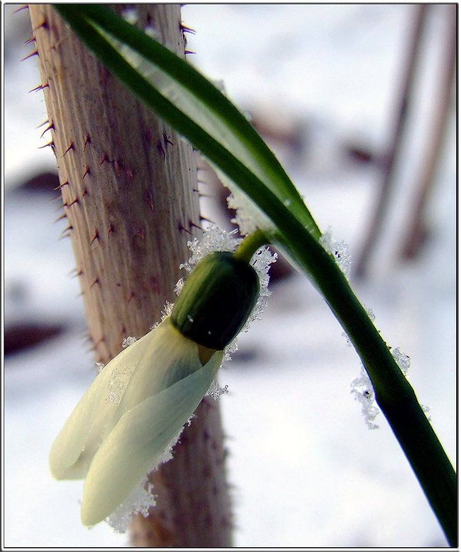 Цветы, явления природы Результат теплой зимы фото превью